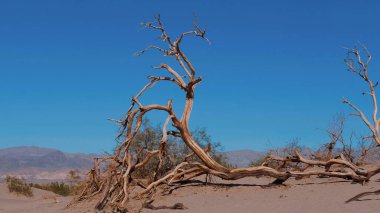 Ölüm Vadisi 'ndeki Mesquite Düz Kum tepelerinin güzel manzarası