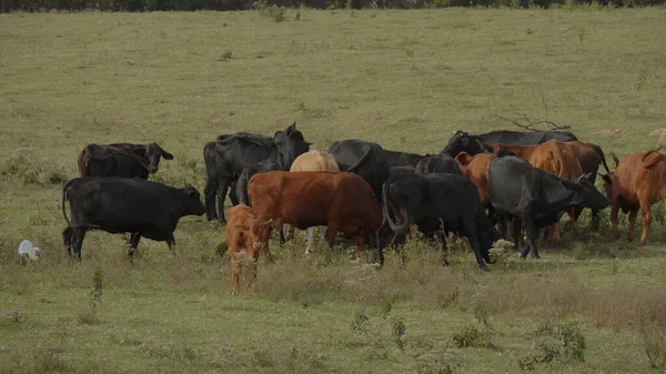 Vaches et bovins dans une ferme de l'Oklahoma — Photo