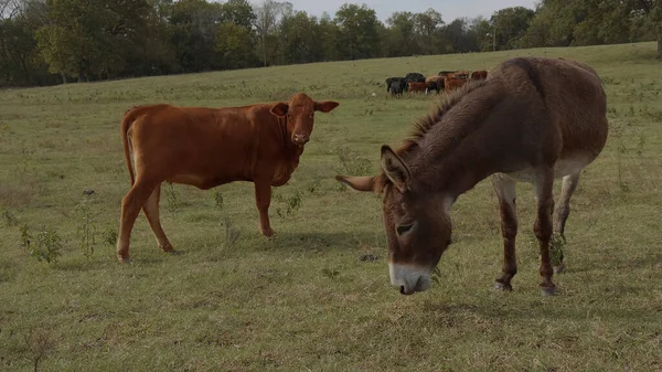 Åsna och ko på en gård — Stockfoto
