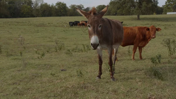 Âne et vache dans une ferme — Photo