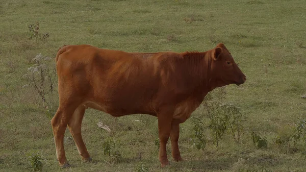 Tehenek és szarvasmarhák egy oklahomai gazdaságban — Stock Fotó