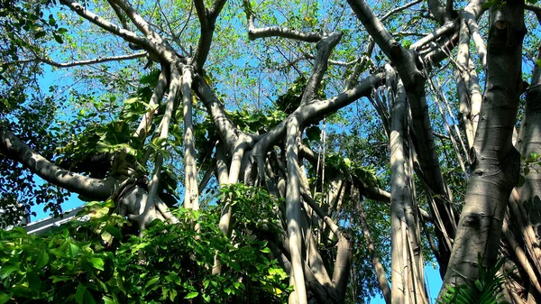 Key West 'teki Banyan Resort' taki Dev Banyan Ağacı - Key West, ABD Nisan 13, 2016 - seyahat fotoğrafçılığı — Stok fotoğraf