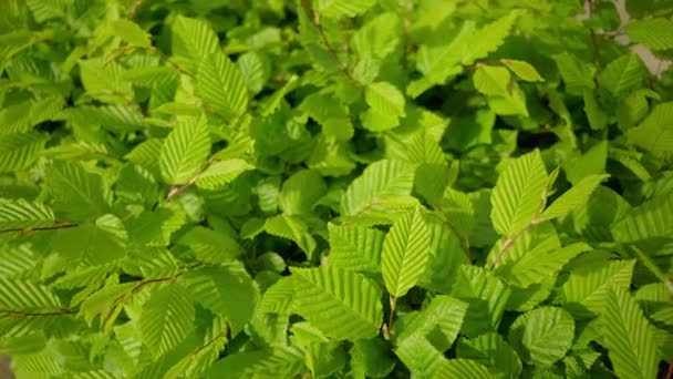 El seto verde en primavera - las hojas frescas verdes — Vídeos de Stock