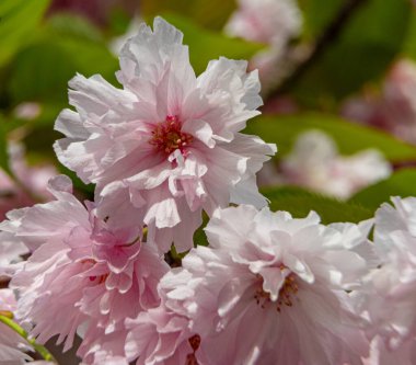 Bahar zamanı çiçek açan harika pembe çiçekler.