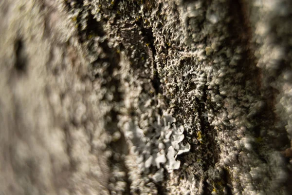 Macro shot della texture di un albero per sfondo — Foto Stock