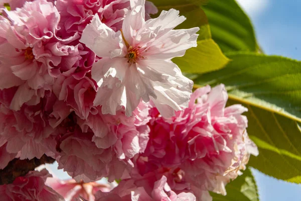 Vackert körsbärsträd på våren — Stockfoto