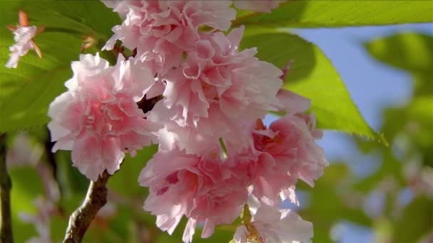 Beautiful cherry blossom tree in spring time — Stock Video