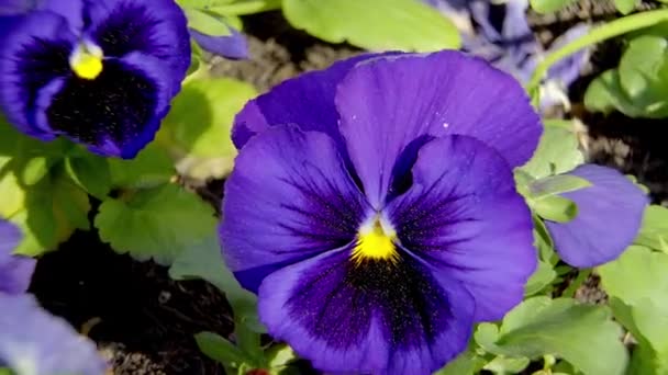 Macro shot of Pansy blossoms on a sunny day — Stock Video