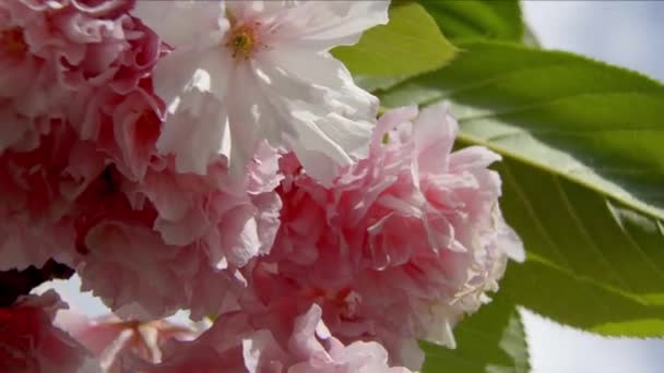 Bela árvore de flor de cereja no tempo da primavera — Vídeo de Stock