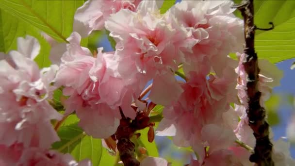 Hermoso árbol de flor de cerezo en primavera — Vídeos de Stock