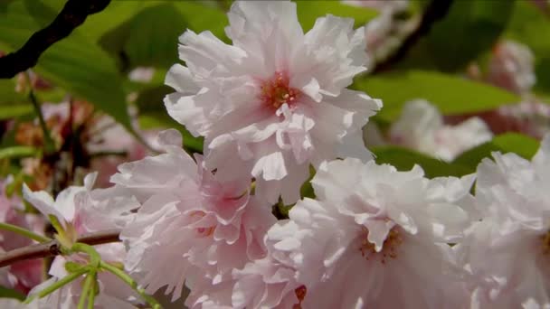 Beau cerisier en fleur au printemps — Video