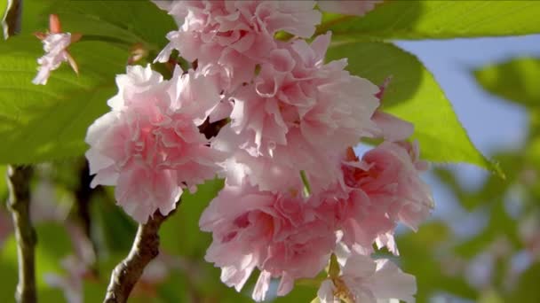 Beautiful cherry blossom tree in spring time — Stock Video