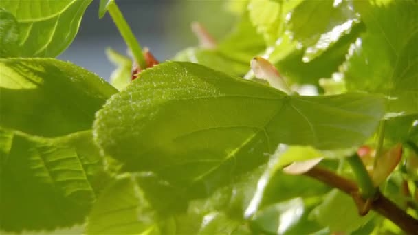 Макросъемка зеленых листьев весной — стоковое видео
