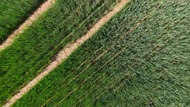 Landwirtschaftliche Felder von oben - wunderbare Natur — Stockvideo