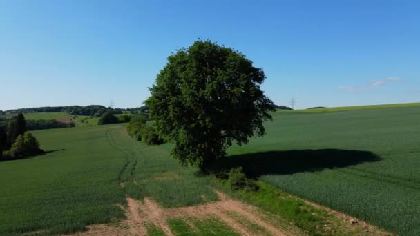 Όμορφες γεωργικές εκτάσεις από ψηλά - αγροτικό τοπίο — Αρχείο Βίντεο