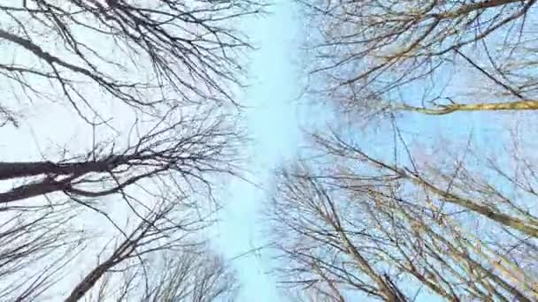 Blauwe hemel met witte wolken boven de boomtoppen — Stockvideo
