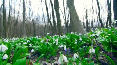 Çok güzel çiçek açması kardelen bahar ormanda