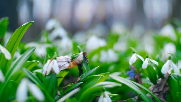 Molti bellissimi bucaneve in fiore nella foresta primaverile — Video Stock