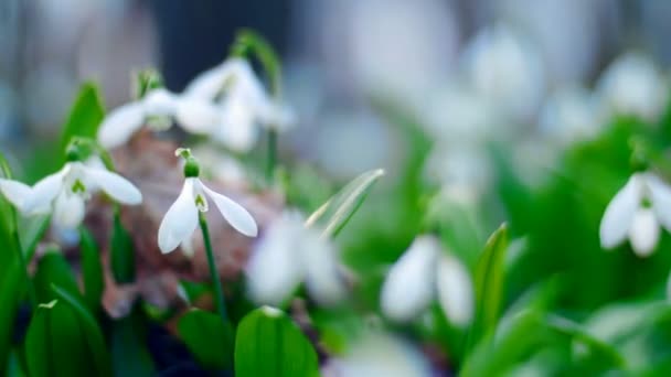 Çok güzel çiçek açması kardelen bahar ormanda — Stok video
