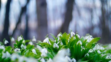 Çok güzel çiçek açması kardelen bahar ormanda