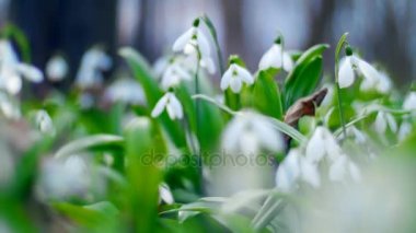 Çok güzel çiçek açması kardelen bahar ormanda