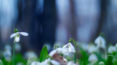 Çok güzel çiçek açması kardelen bahar ormanda