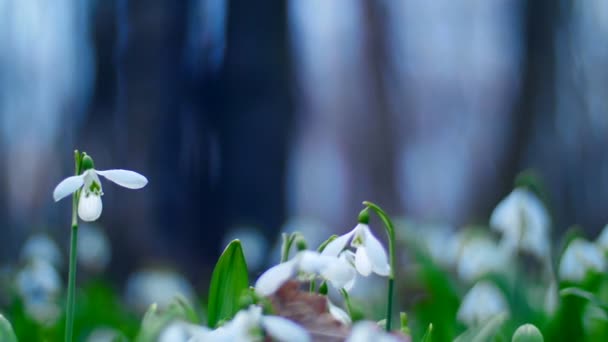 Molti bellissimi bucaneve in fiore nella foresta primaverile — Video Stock