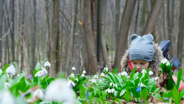 Una bella, carina bambina gode di bucaneve in fiore in una foresta primaverile — Video Stock