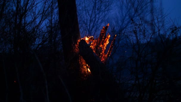 Vecchi alberi secchi stanno bruciando nella foresta di notte — Video Stock