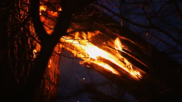 Vypalování staré suché stromy v lese v noci — Stock video