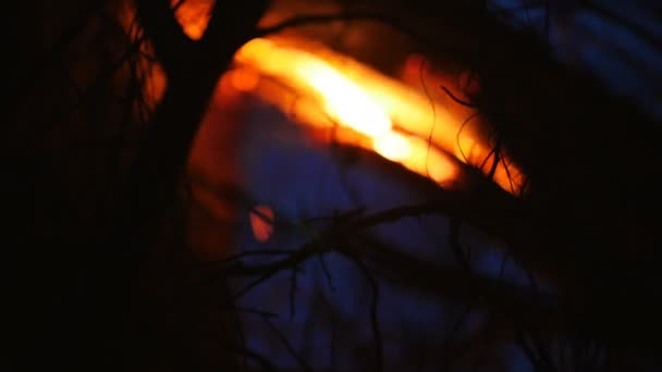 Old dry trees are burning in the forest at night — Stock Video