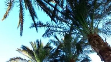 Palm paradise, sonsuz yaz