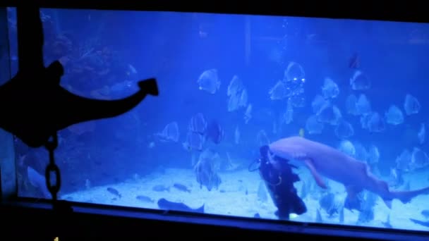 Un homme et un requin, un requin est amical avec un plongeur — Video