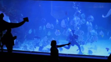 Oceanarium Hurghada, Mısır. Balık besleme,