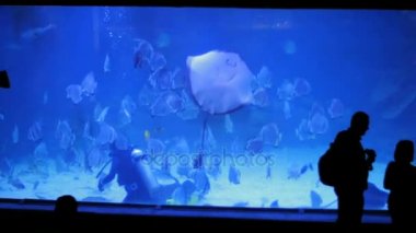 Oceanarium Hurghada, Mısır. Balık besleme,
