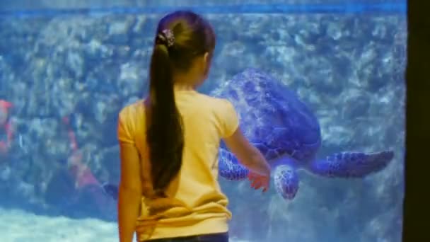 Friendship of the little girl and the tortoise. Child impressions about the underwater world and its inhabitants — Stock Video