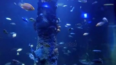 Hurghada, Mısır akvaryumda. Çok renkli balık, Kızıldeniz, büyük bir akvaryumda yüzen temsilcileri.