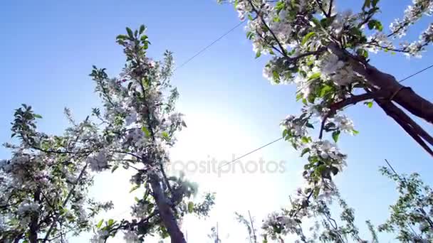 Apple blommor, kärlek våren av skönhet, ungdom — Stockvideo