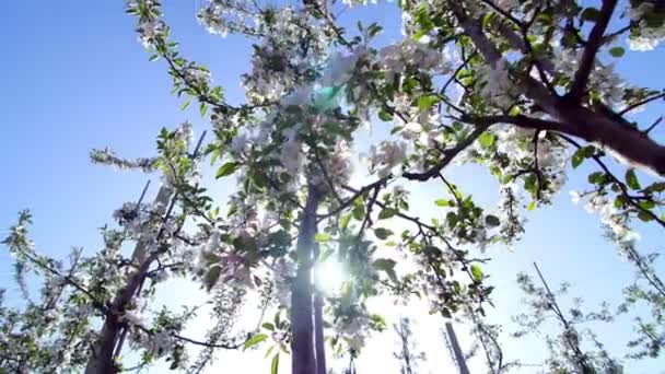 Fleurs de pomme, printemps de beauté, amour, jeunesse — Video