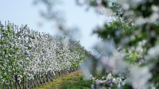 Magia de la belleza divina y frágil de la naturaleza de la tierra — Vídeo de stock