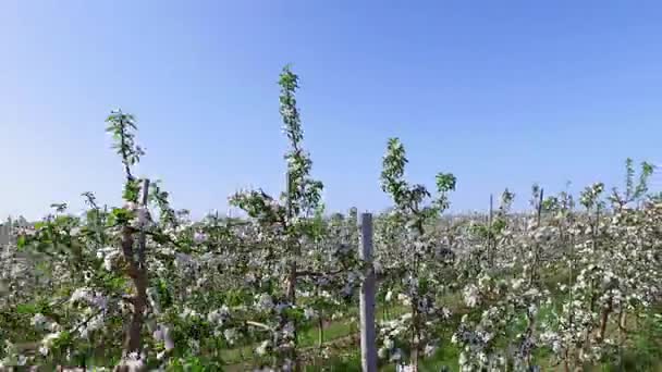 Jabloňový sad, člověk a příroda, zahradničení — Stock video