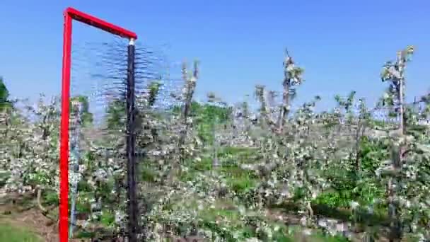 Яблуневі поля, садівництво, фермер піклується про урожай — стокове відео