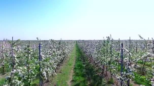 Эксклюзивные яблочные плантации — стоковое видео