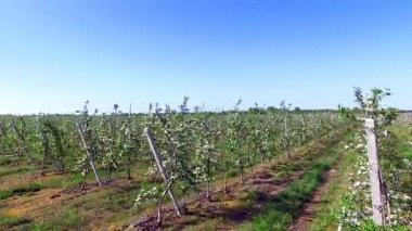 Apple muhteşem Bahçe ilahi güzelliğini