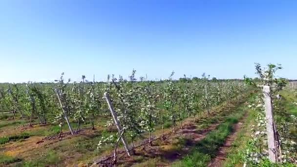 La belleza divina de la manzana Maravilloso jardín — Vídeo de stock