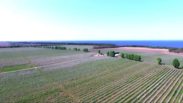 Vidéo aérienne, vue d'en haut, d'en haut, d'une hauteur, champs de pommiers à fleurs — Video