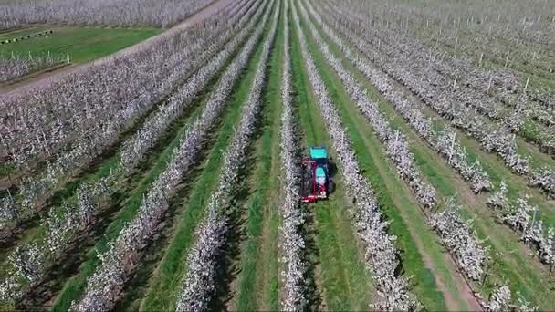 Boer inspecteert zijn grote appelboomgaard — Stockvideo