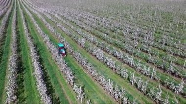 Bir çiftçi üzerinden onun elma Bahçe Traktör sürmek, toprağını inceler