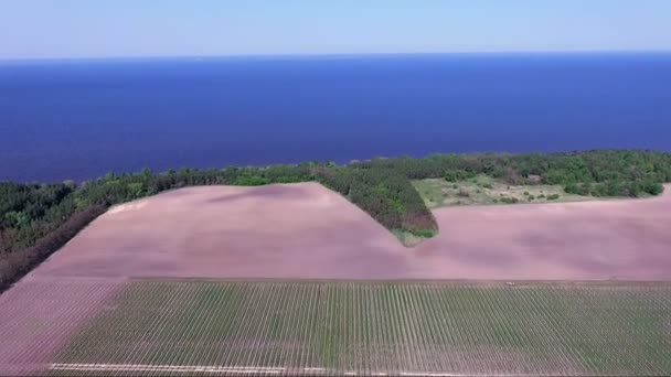 Filmagem aérea, campos de pomares de maçã com flores — Vídeo de Stock