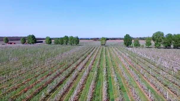 Aerial video, view from above, from high, from a height, fields of flowering apple orchards — Stock Video